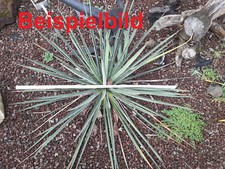 Yucca filamentosa glockenriese gebraucht kaufen  Mönchengladbach