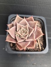 Miscellaneous echeveria for sale  KILMARNOCK