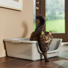 Senior cat litter for sale  Perth Amboy