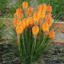 Kniphofia orange popsicle for sale  GLASGOW