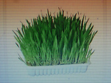 500 graines herbe d'occasion  Saintes