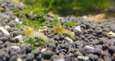 Hybrid self cloning for sale  Elk Point