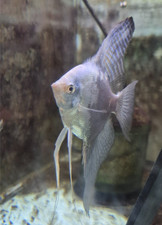 Smokey blue angelfish for sale  Miami
