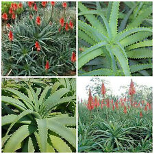 Graines aloe arborescens usato  Nizza di Sicilia