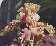 Tall bearded iris for sale  Edmonton