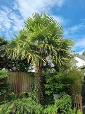 Palm tree for sale  CARDIFF