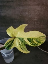 philodendron gebraucht kaufen philodendron gebraucht kaufen Markt Schwaben
