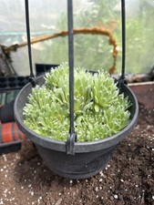 House plant jade for sale  Crosby