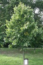 Linde sommerlinde tilia gebraucht kaufen Linde sommerlinde tilia gebraucht kaufen  Basedow, Güizow, Lütau