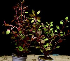 Ludwigia mini super for sale  TAUNTON