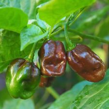 Chili pepper habanero for sale  NOTTINGHAM