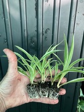 Spider plant plugs for sale  SPALDING