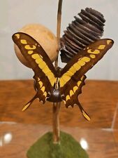 Papilio swallowtail butterfly for sale  Stevensville