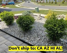 Wintergreen boxwood shrub for sale  Lloyd