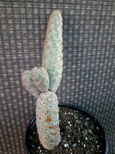 Tephrocactus articulatus diade for sale  Mira Loma