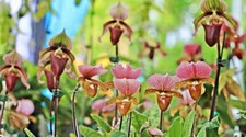 Multi colored lady for sale  Laguna Niguel