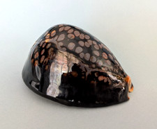 Cypraea mauritiana gem d'occasion  Nice-
