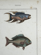 Harpa de pimeleptero rara gravura peixe 19º deck colorido zoologia manual comprar usado  Enviando para Brazil