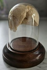 Glass dome display for sale  BOURNE END