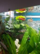 Juwel aquarium rio gebraucht kaufen  Berlin
