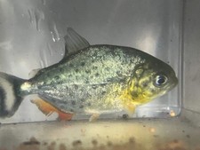 Red belly piranha for sale  New Bedford