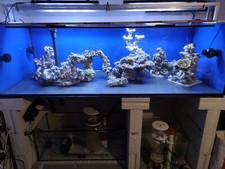 Gebrauchtes aquarium 2mx80cm gebraucht kaufen  Wiggensbach