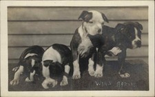 puppy pit bull for sale puppy pit bull for sale South Portland