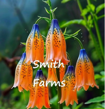 Seeds blue orange for sale  Spring City
