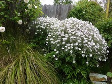 Graines geranium maderense d'occasion  Brest