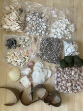 Riesiges paket muscheln gebraucht kaufen  Berlin