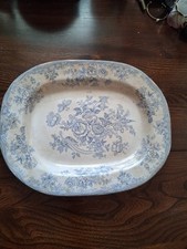 Medium large asiatic for sale  LAUNCESTON