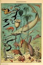 Fish sea identification for sale  LONDON