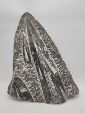 Impressionnante plaque fossile d'occasion  Corbehem