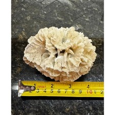 Natural leaf coral for sale  Lebanon