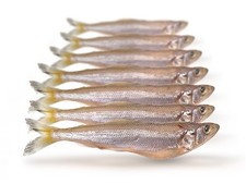 Köderfische stint groß gebraucht kaufen  Versand nach Germany