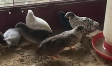 Button quail eggs. for sale  Brooksville