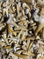 Lot 100 fossil for sale  Crawfordsville