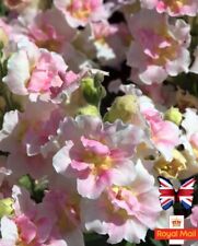 Antirrhinum 100 seeds for sale  UK