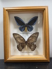 Real mounted birdwing for sale  Hollis