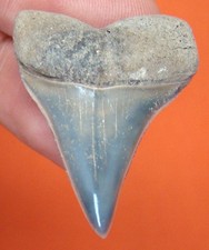 Mako shark tooth for sale  Bradenton