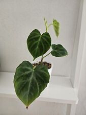 Philodendron verrucosum mini gebraucht kaufen  Nachrodt-Wiblingwerde