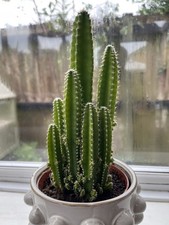 Cereus tetragonus fairy for sale  COWBRIDGE