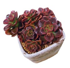 Pot pot succulents for sale  San Jose