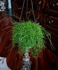 Rare rhipsalis baccifera for sale  Glenmoore