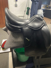 Amerigo vega dressage for sale  BRACKNELL