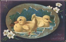 Ducks yellow ducklings for sale  USA