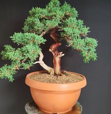 Pre bonsai esemplare usato  San Pancrazio Salentino