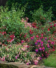 Hardy fuchsia mix for sale Hardy fuchsia mix for sale  PERSHORE