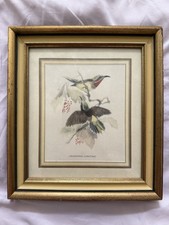 Urodrepanis christinae bird for sale  Greenville