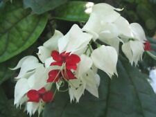plants heart bleeding for sale plants heart bleeding for sale Wauchula